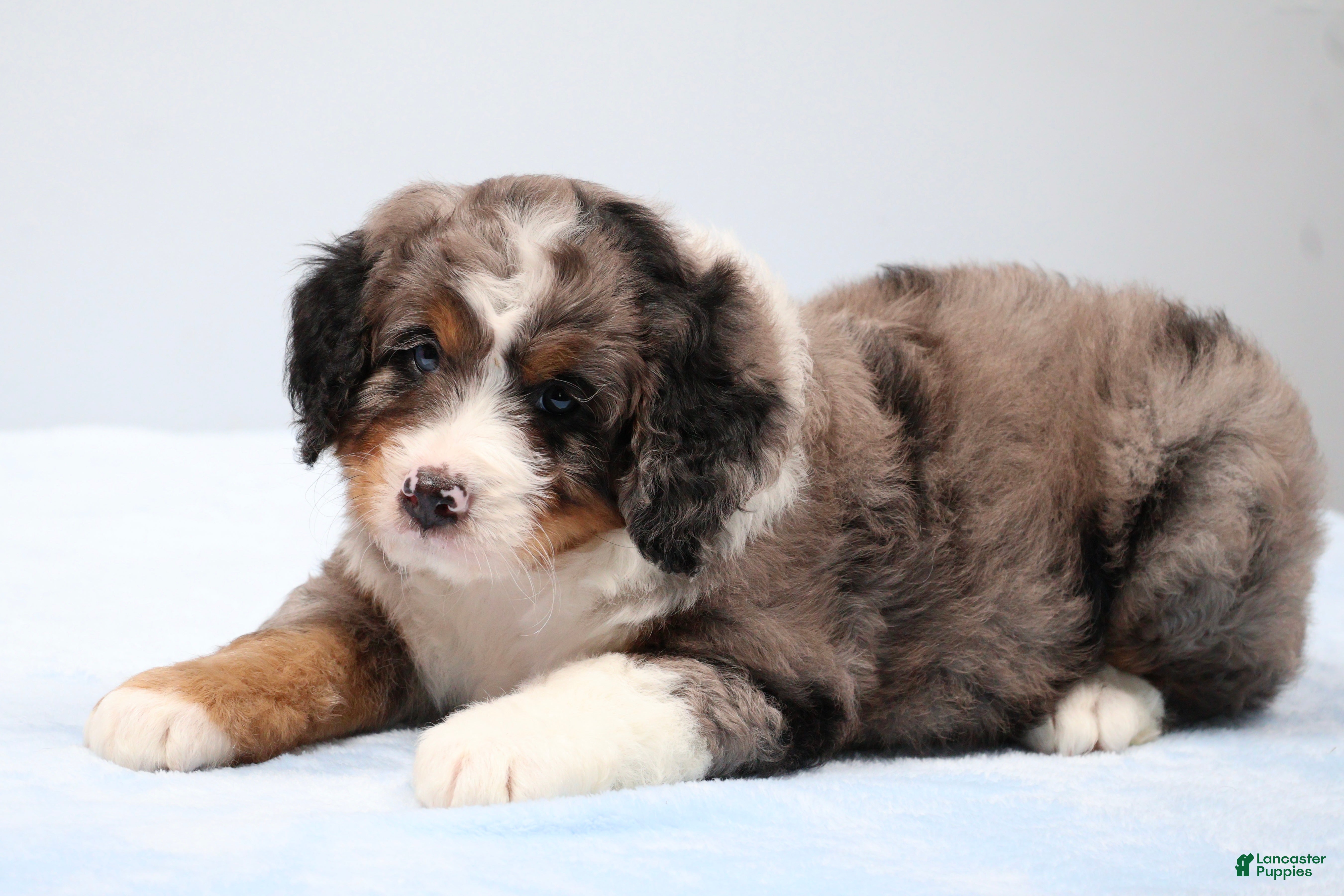 Mini Bernedoodle dogs Felix  - Ad 1