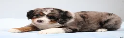 Mini Bernedoodle dogs for sale: Felix  - Ad 9