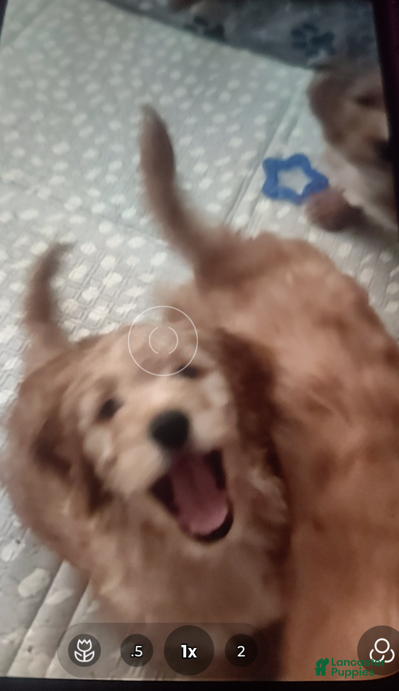 Goldendoodle dogs Junior - Ad 1