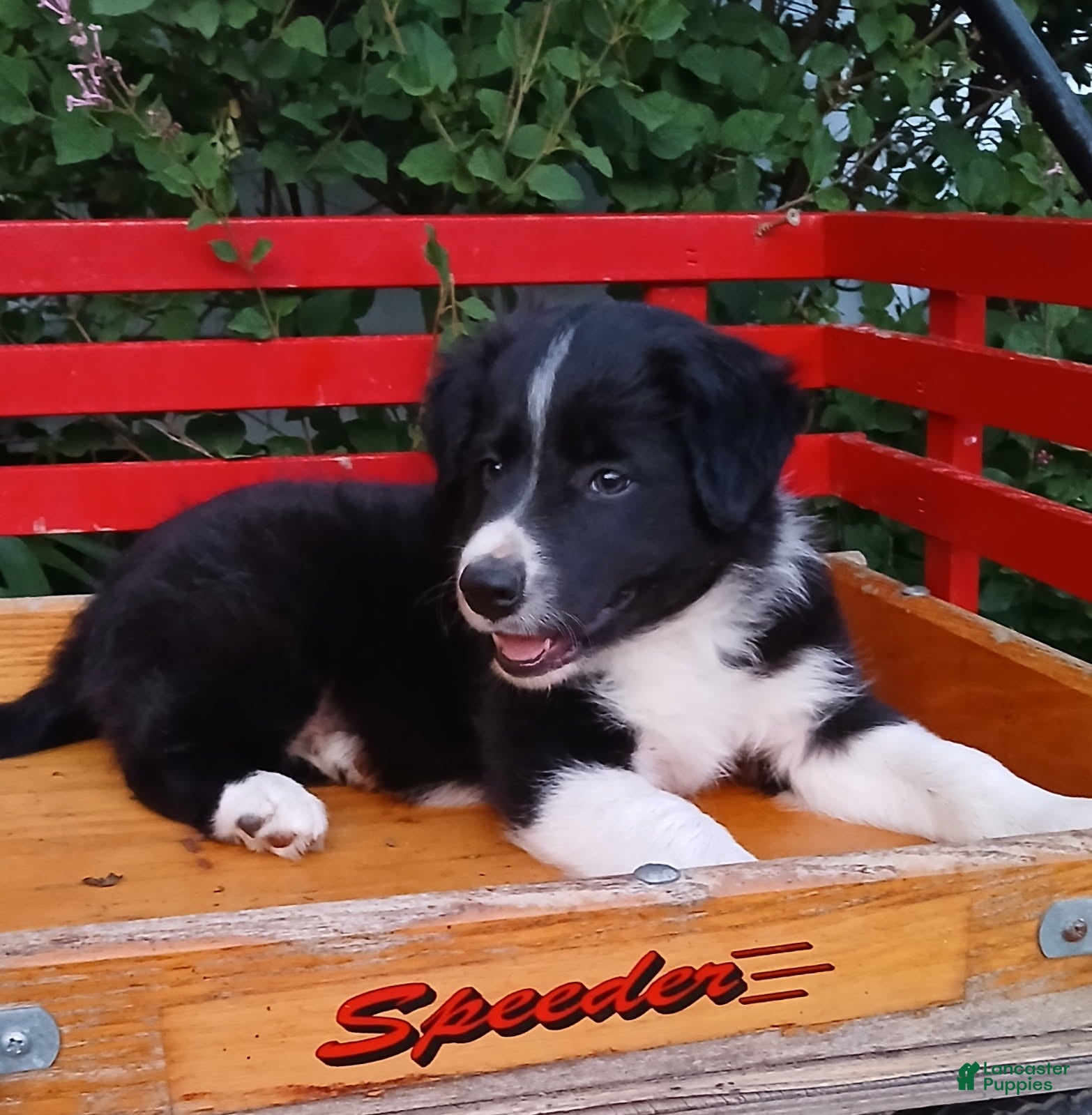 Border Collie dogs Prince - Ad 1