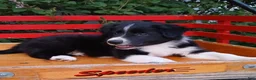Border Collie dogs for sale: Prince - Ad 1