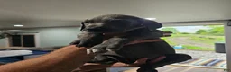 Great Dane dogs for sale: Blue  - Ad 3