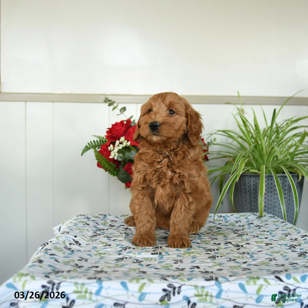 Mini Goldendoodle dogs for sale: Willow - Ad 3