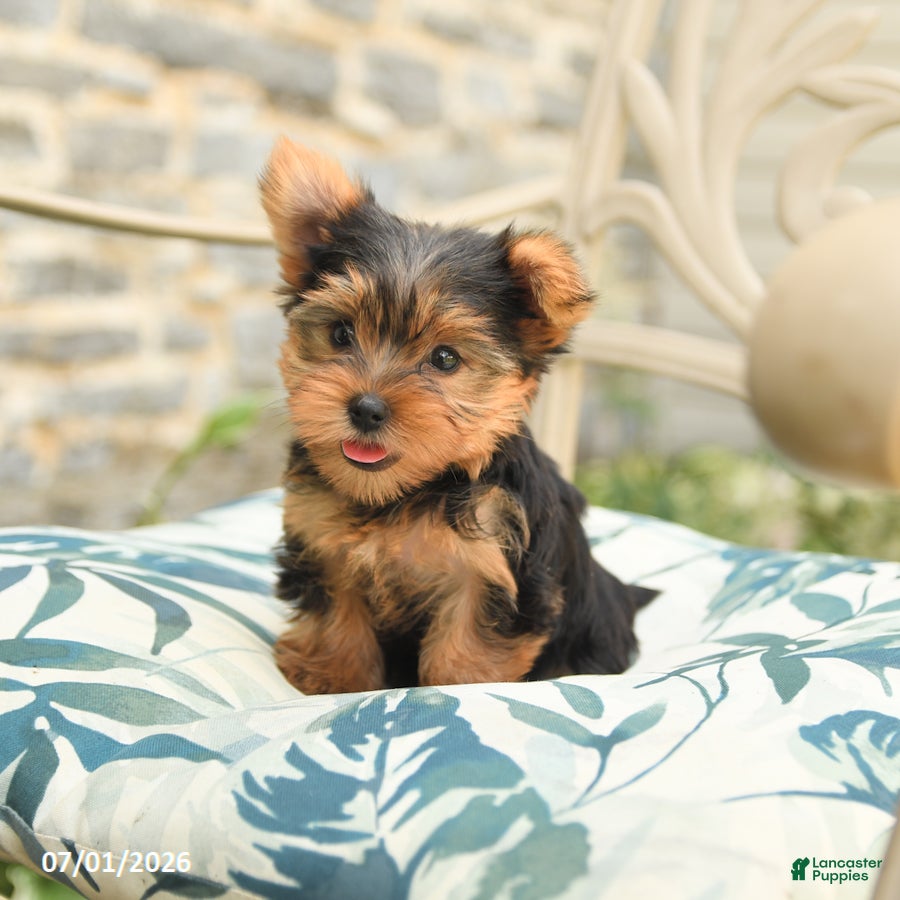 Yorkshire Terrier dogs Buddy - Ad 2