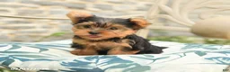 Yorkshire Terrier dogs for sale: Buddy - Ad 2