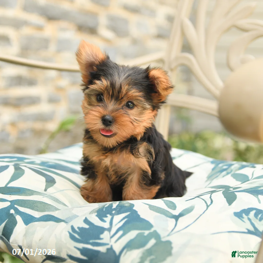 Yorkshire Terrier dogs for sale: Buddy - Ad 2