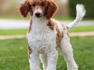 Standard Poodle dogs Rascal - Ad 23