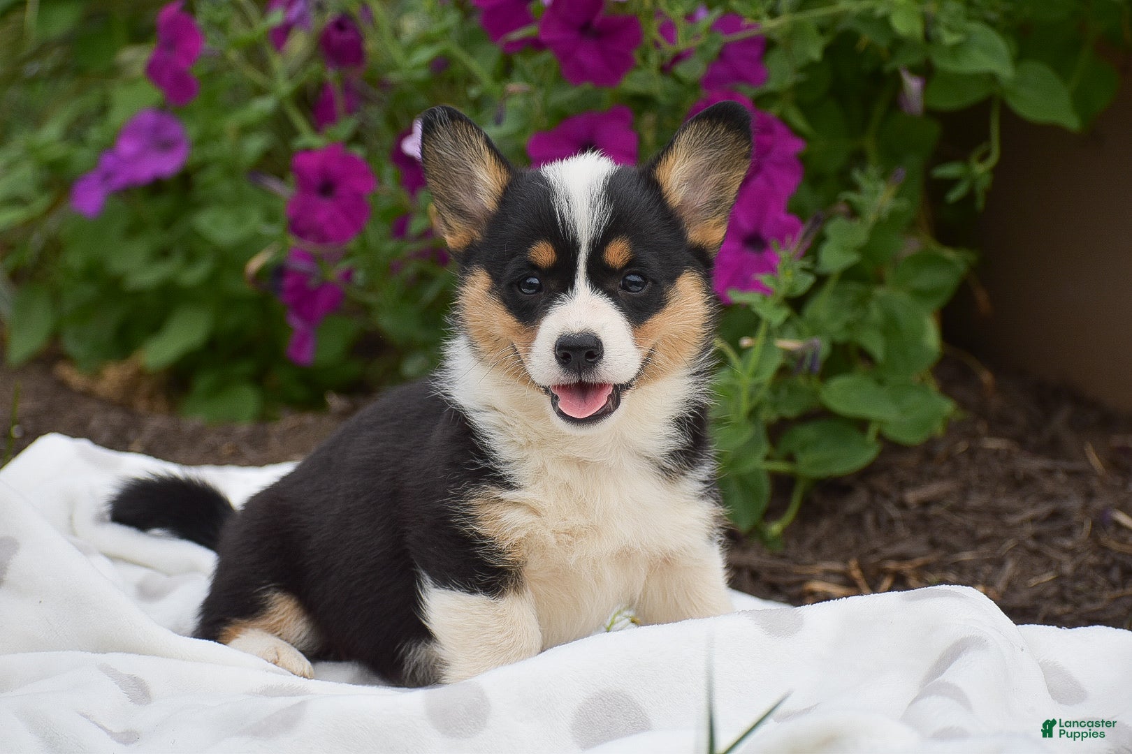 Welsh Corgi Pembroke dogs Rosie - Ad 1
