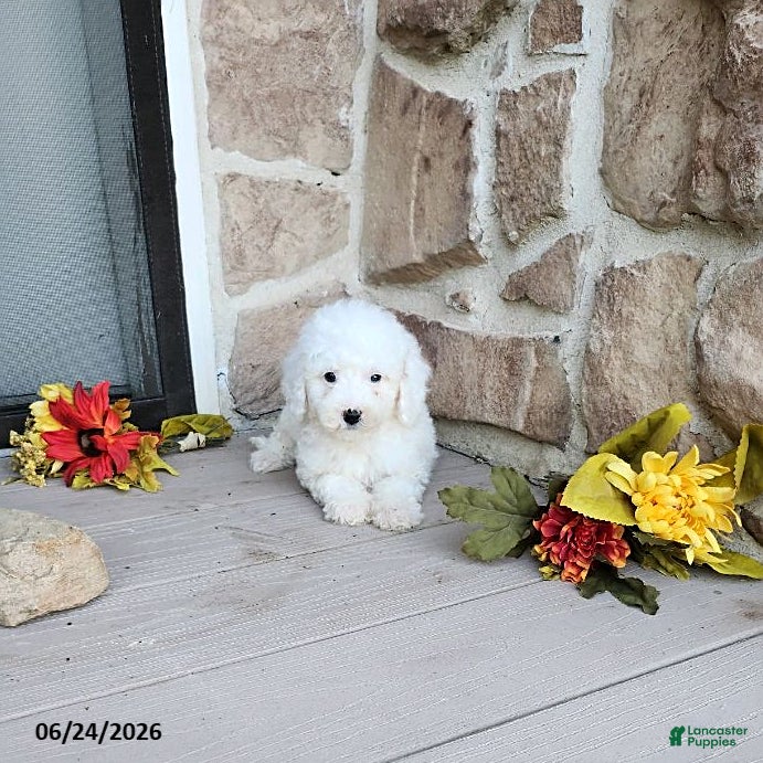 Mini Goldendoodle dogs Reeses - Ad 2