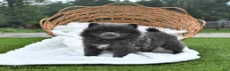 Pomeranian dogs for sale: Lindsey - Ad 3