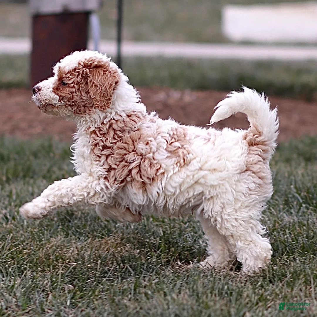 Mini Bernedoodle dogs for sale: Harley - Ad 5
