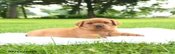 Labrador Retriever dogs for sale: Bear - Ad 3