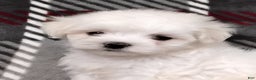 Maltese dogs for sale: Diego - Ad 7
