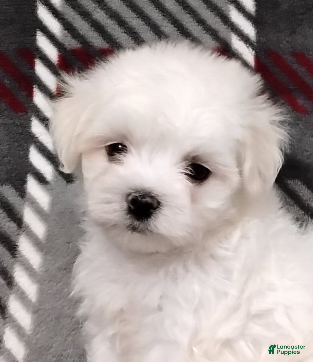 Maltese dogs for sale: Diego - Ad 7