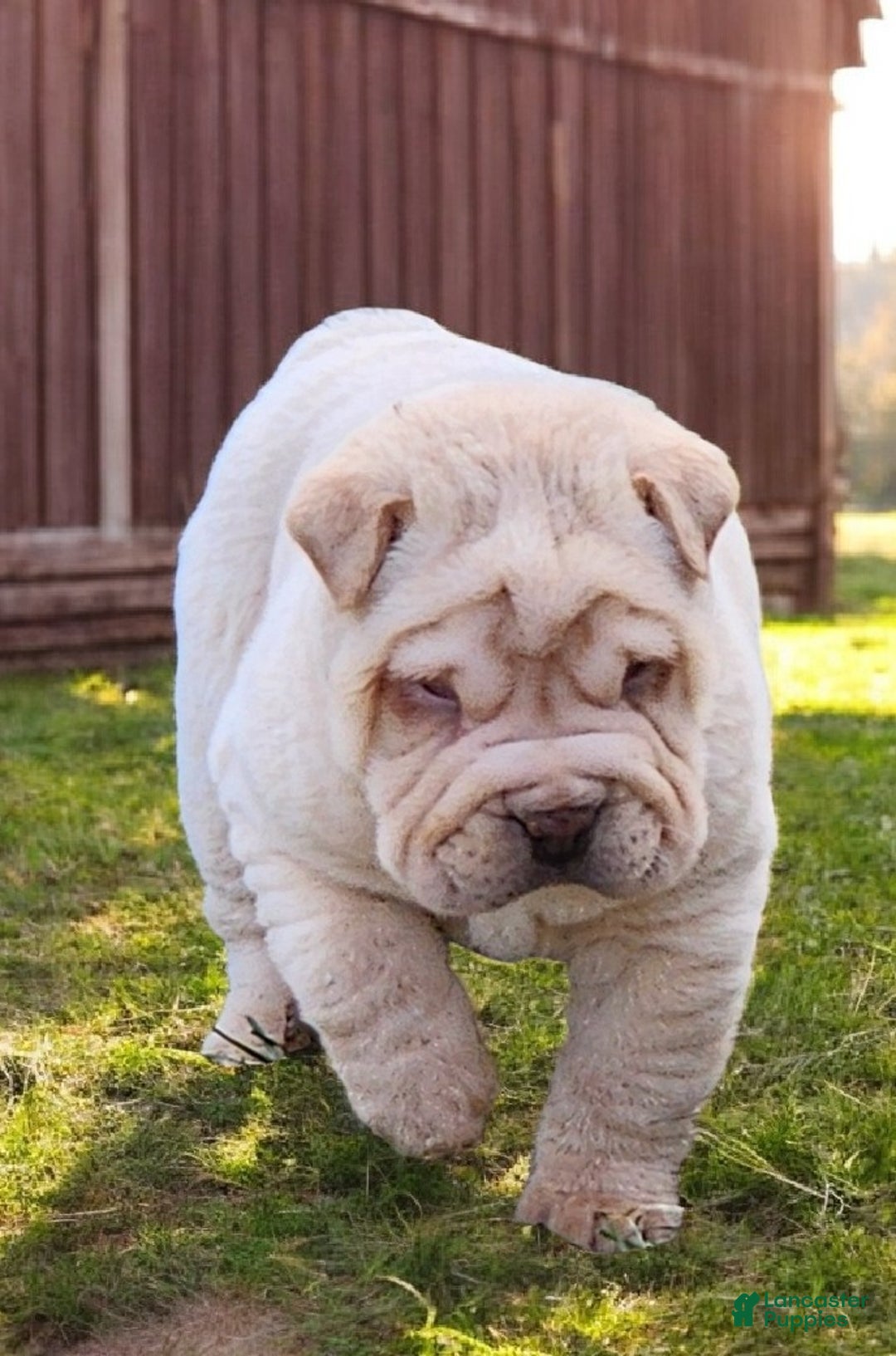 Shar Pei dogs for sale: Flurries mini  - Ad 2