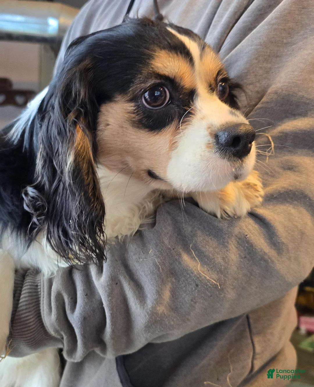 Cavalier King Charles Spaniel dogs for sale: Andy - Ad 3