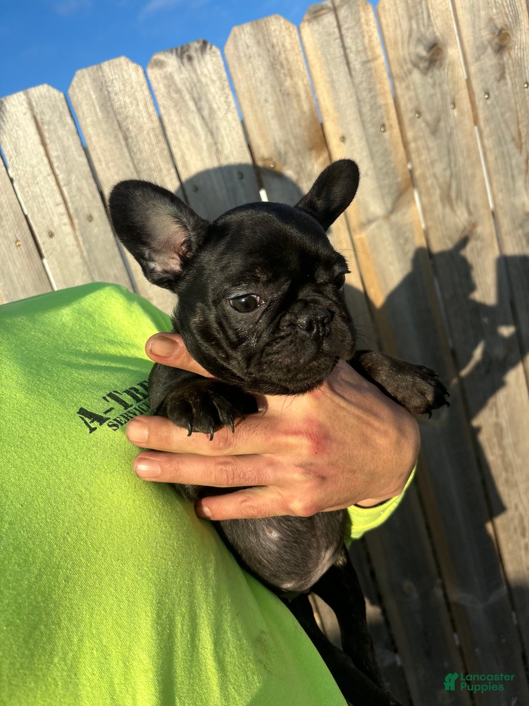 French Bulldog dogs for sale: French Bulldog Puppy 3 - Ad 3