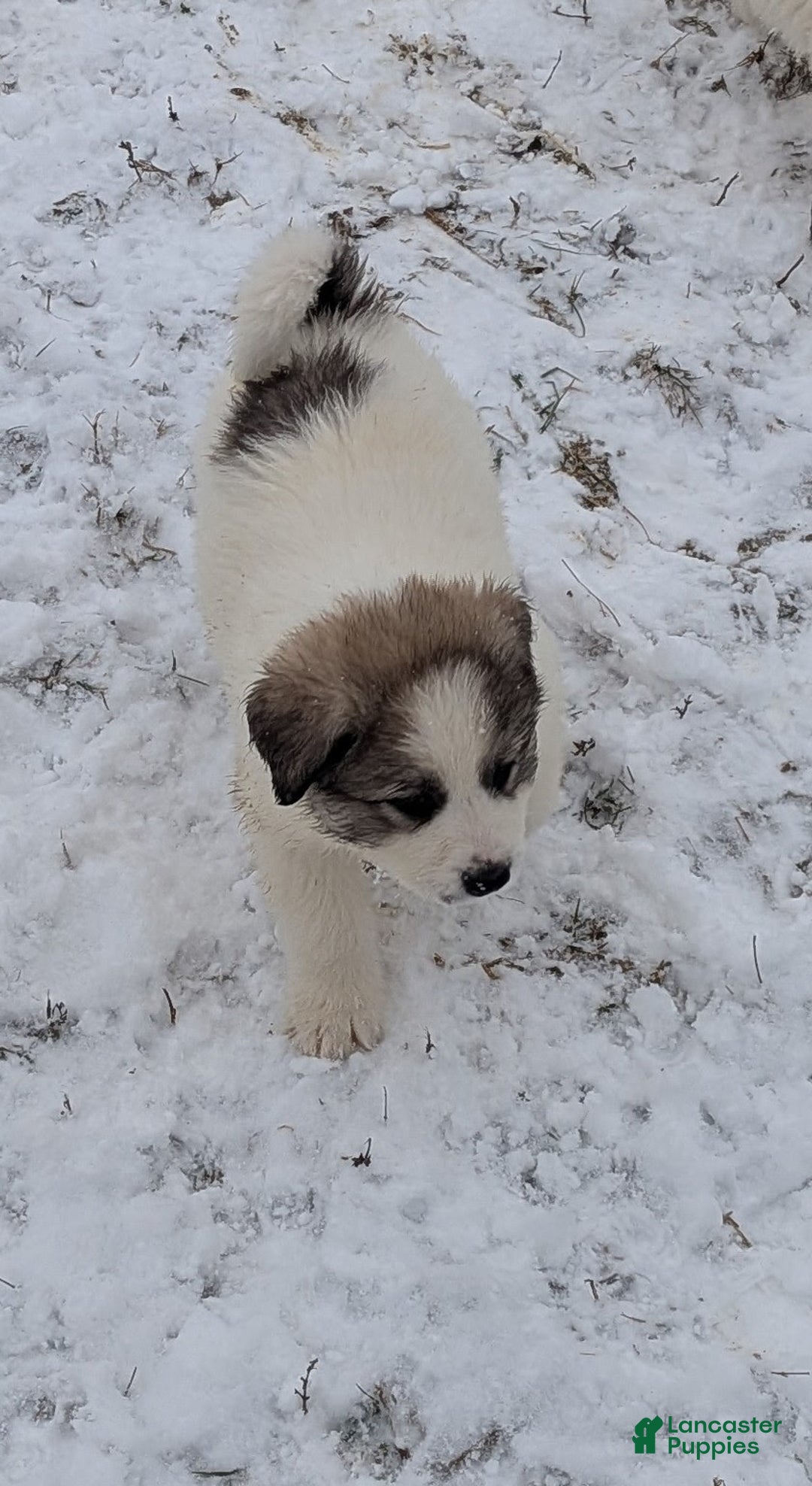 Great Pyrenees dogs for sale: Spot - Ad 14