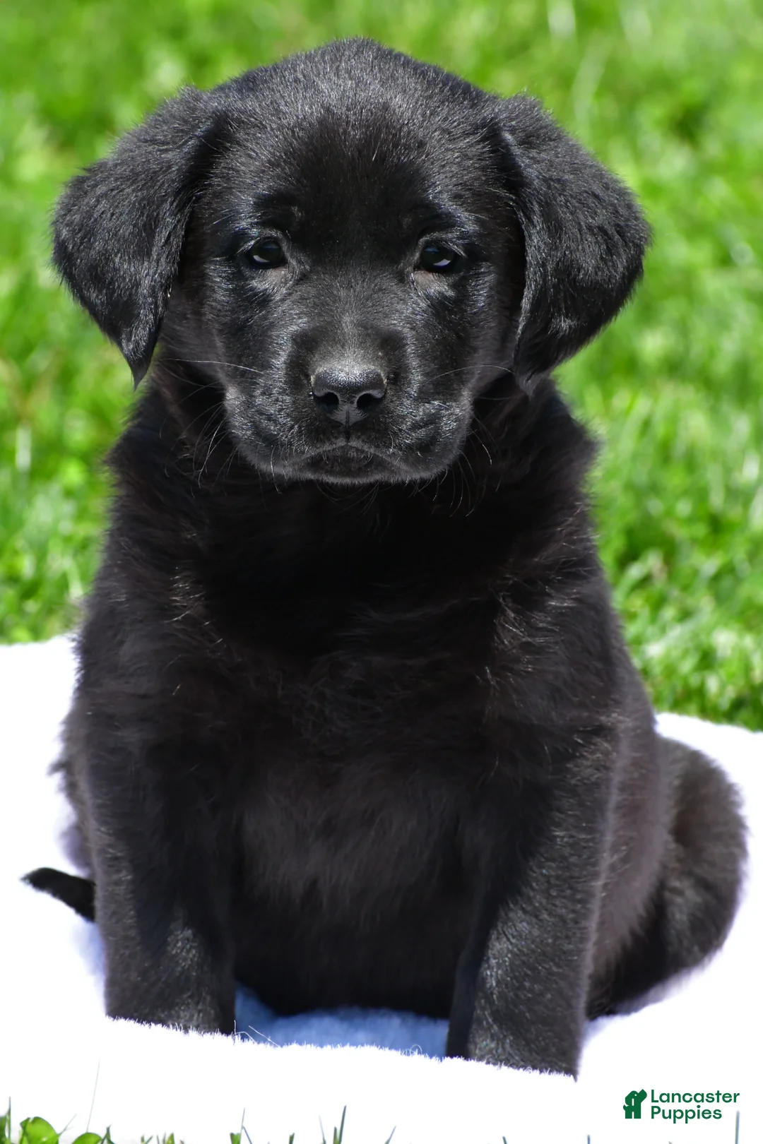 Labrador Retriever dogs for sale: Luna - Ad 1
