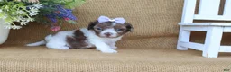 Cavapoo dogs for sale: Kate - Ad 5