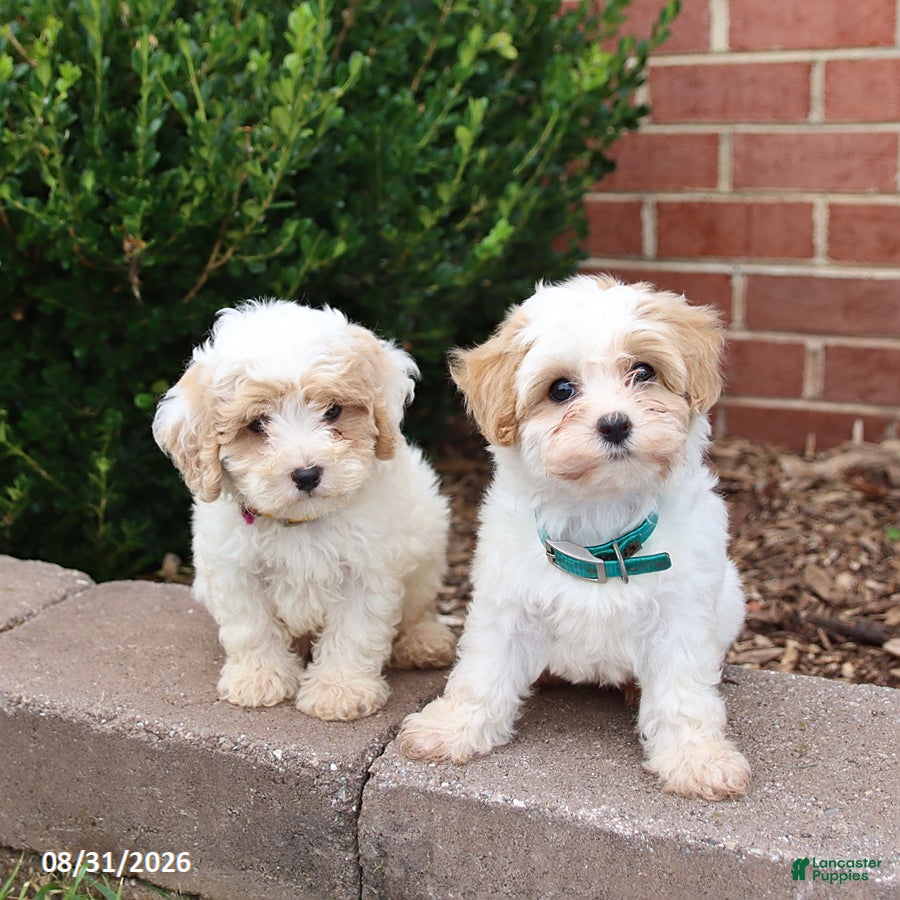 Maltipoo dogs Marshmallow - Ad 2