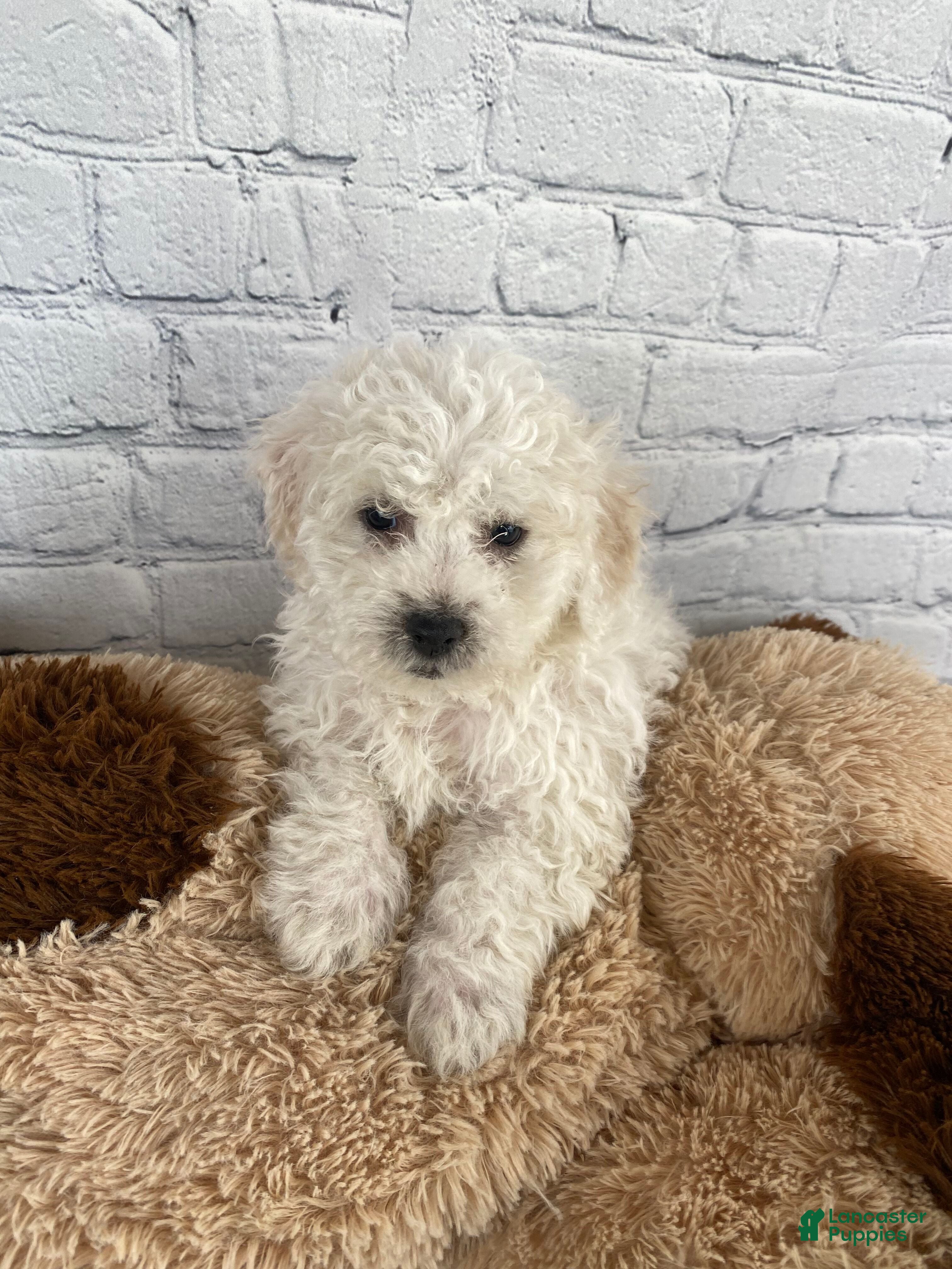 Bichon Frise dogs Tucker - Ad 2