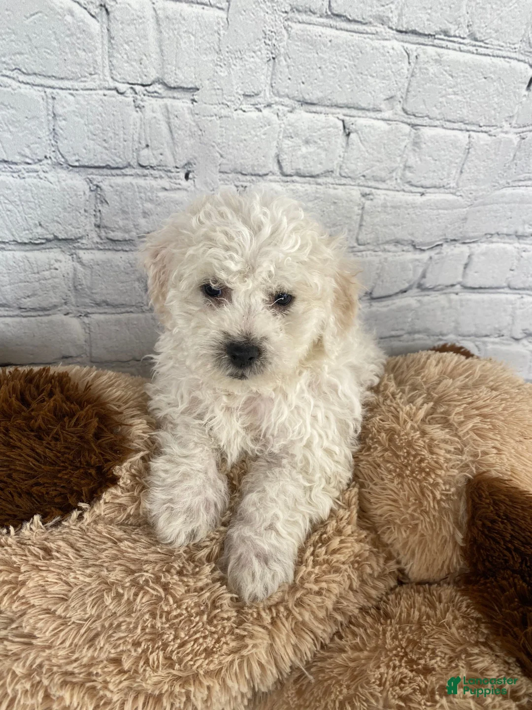 Bichon Frise dogs for sale: Tucker - Ad 2