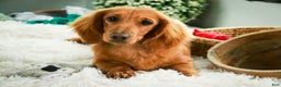 Miniature Dachshund dogs for sale: Mars - Ad 3
