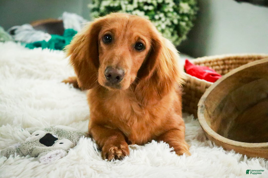 Miniature Dachshund dogs for sale: Mars - Ad 3