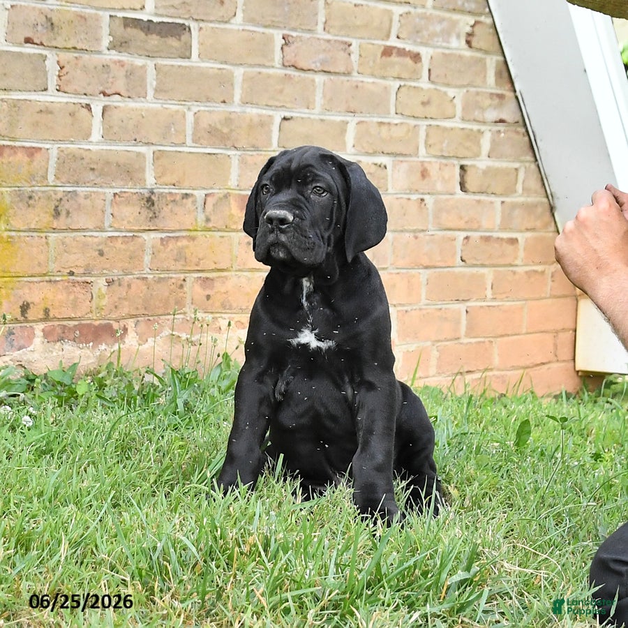 Cane Corso dogs Dallas - Ad 1