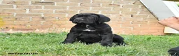 Cane Corso dogs for sale: Dallas - Ad 6