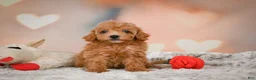 Toy Poodle dogs for sale: Haley - Ad 10