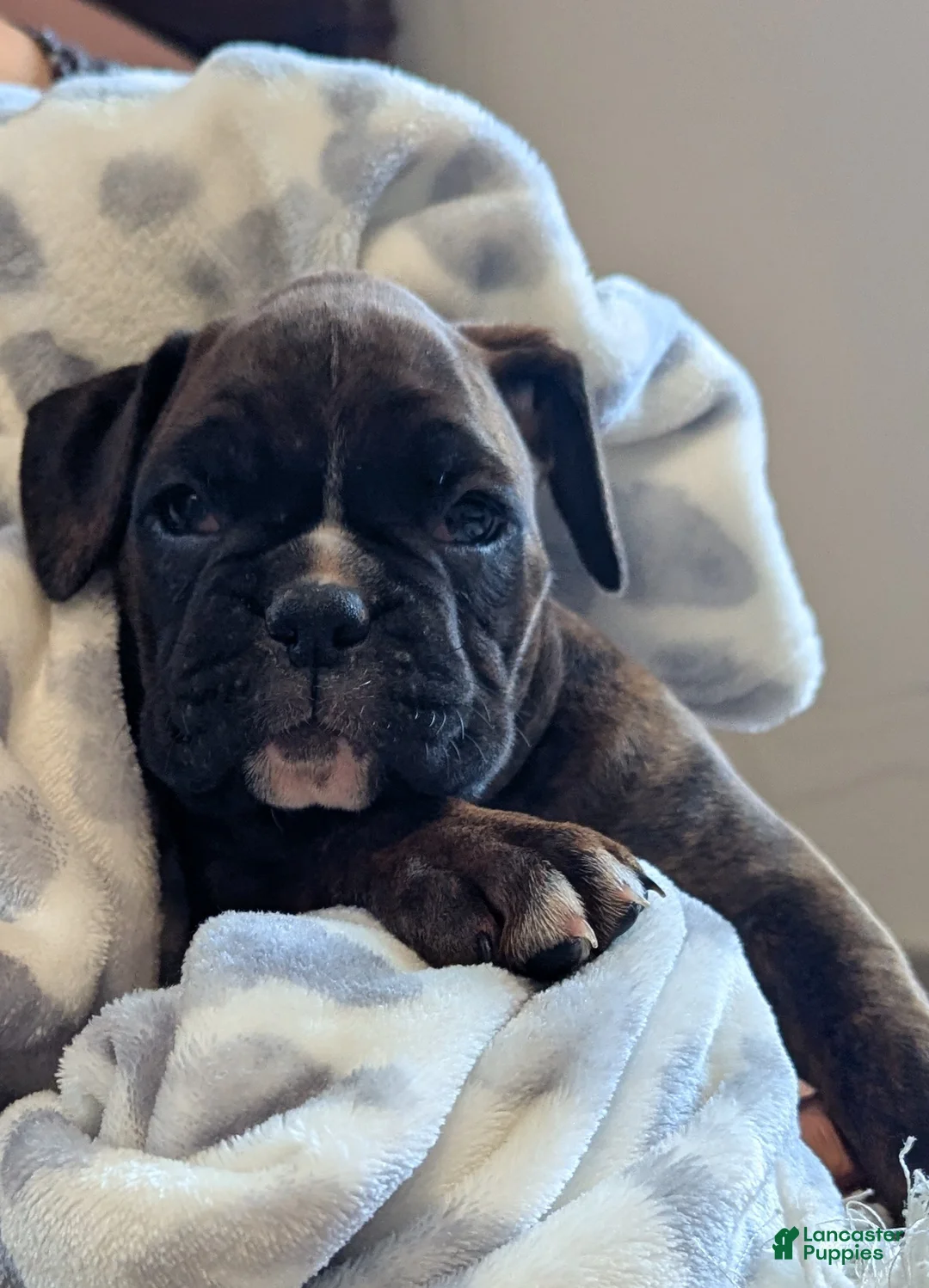 Boxer dogs for sale: Sienna - Ad 11