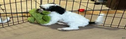 Shihpoo dogs for sale: Shihpoo 1 - Ad 3