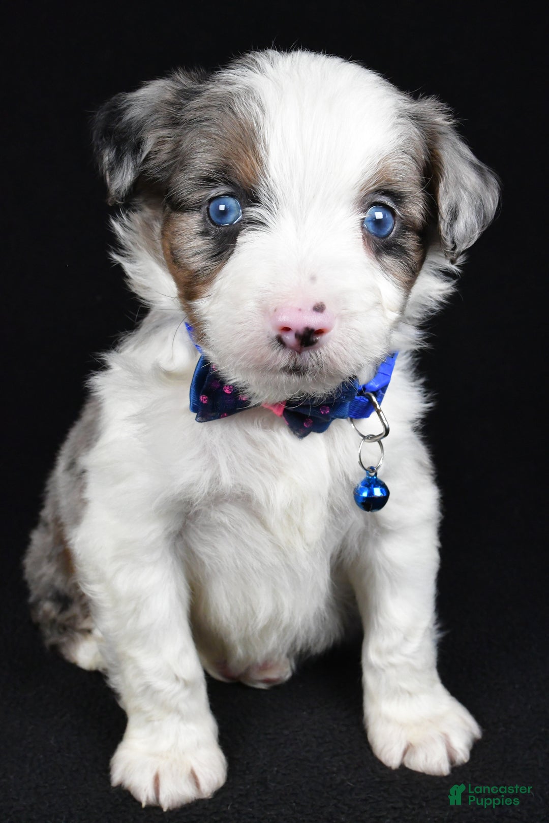Mini Aussiedoodle dogs for sale: Sparky - Ad 11