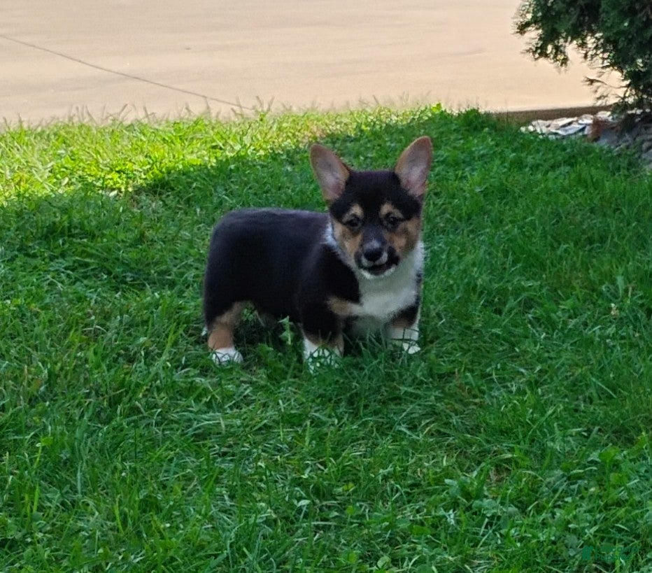 Welsh Corgi Pembroke dogs Duke - Ad 2