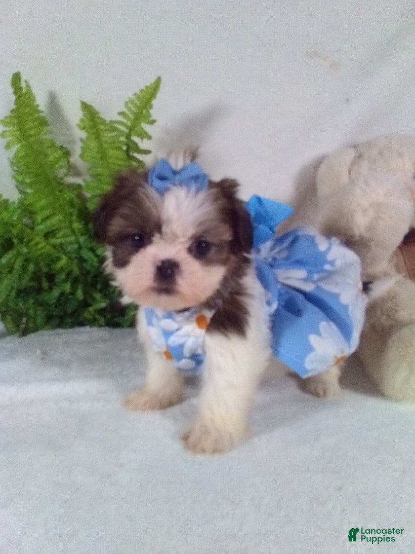 Shih Tzu dogs Baby - Ad 29