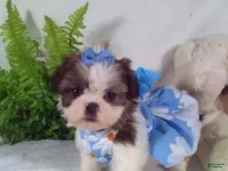 Shih Tzu dogs Baby - Ad 17