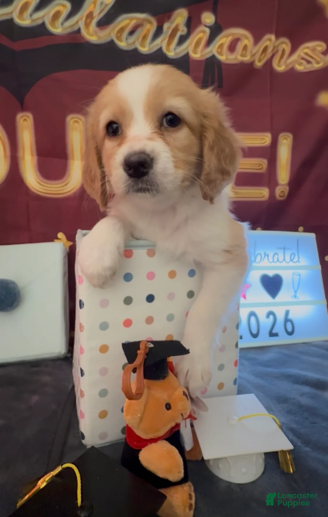 Mixed Breed dogs for sale: Basset doodle girl - Ad 1