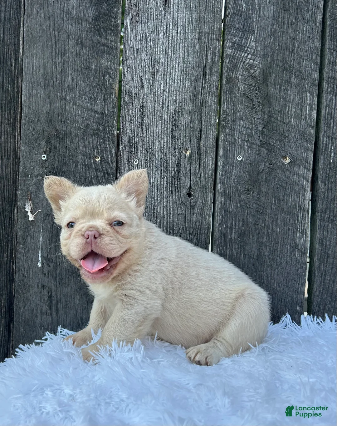 French Bulldog dogs for sale: Milo - Ad 2