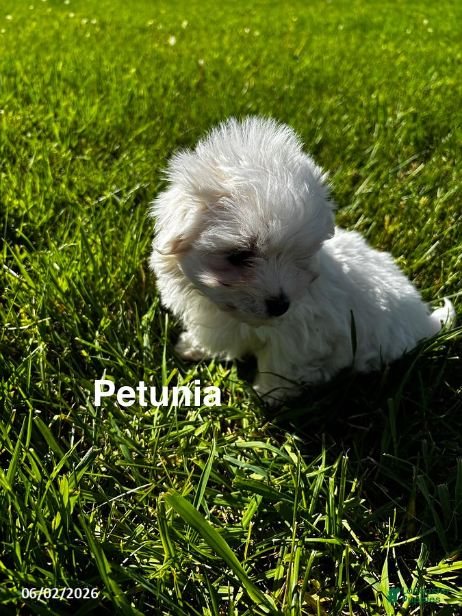 Maltese dogs for sale: Petunia - Ad 3