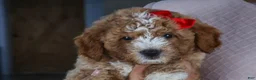 Mini Goldendoodle dogs for sale: 🐾 Meet Neo – F2B Mini Goldendoodle Puppy 🐾 - Ad 16