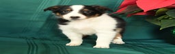 Shetland Sheepdog dogs for sale: Mike - Ad 3