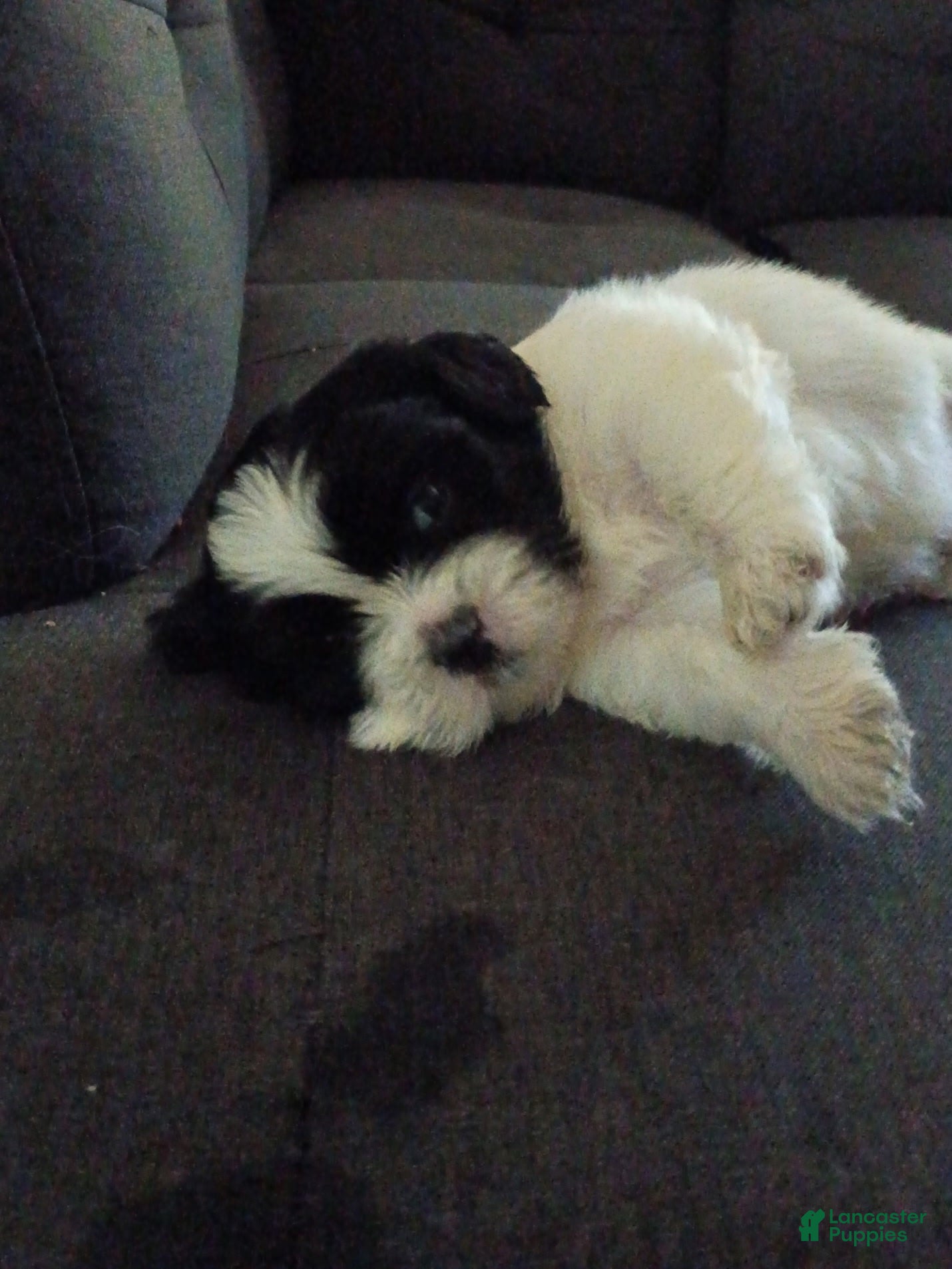 Shih Tzu dogs Shih Tzu 3 - Ad 28