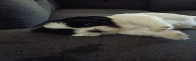 Shih Tzu 3