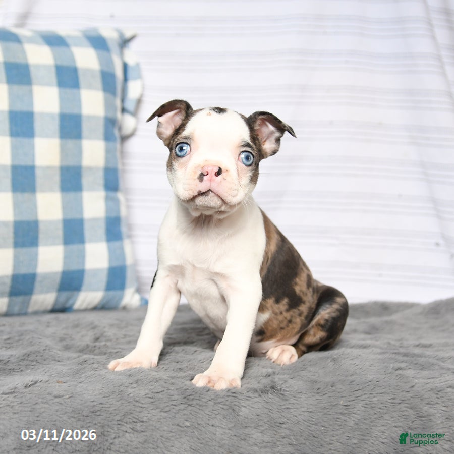 Boston Terrier dogs Flossy - Ad 1