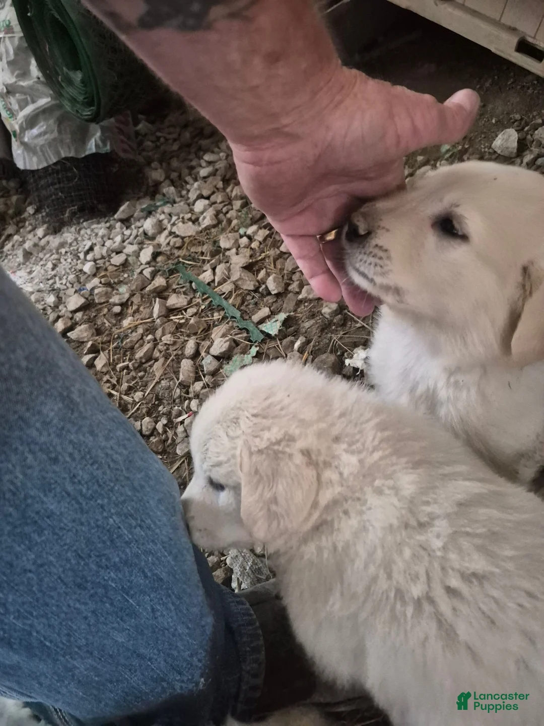 Mixed Breed dogs for sale: Mixed Breed 5 - Ad 3