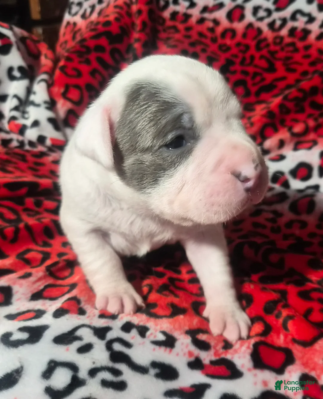 Mixed Breed dogs for sale: "BRAD PITT" - Ad 7