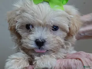 Maltipoo dogs 1 lb 4 ozs Micro Teacup Kyro - Ad 25