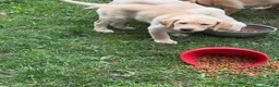 Labrador Retriever dogs for sale: Purple collar  - Ad 3